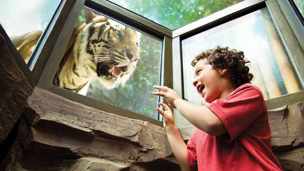 Animal Interactions